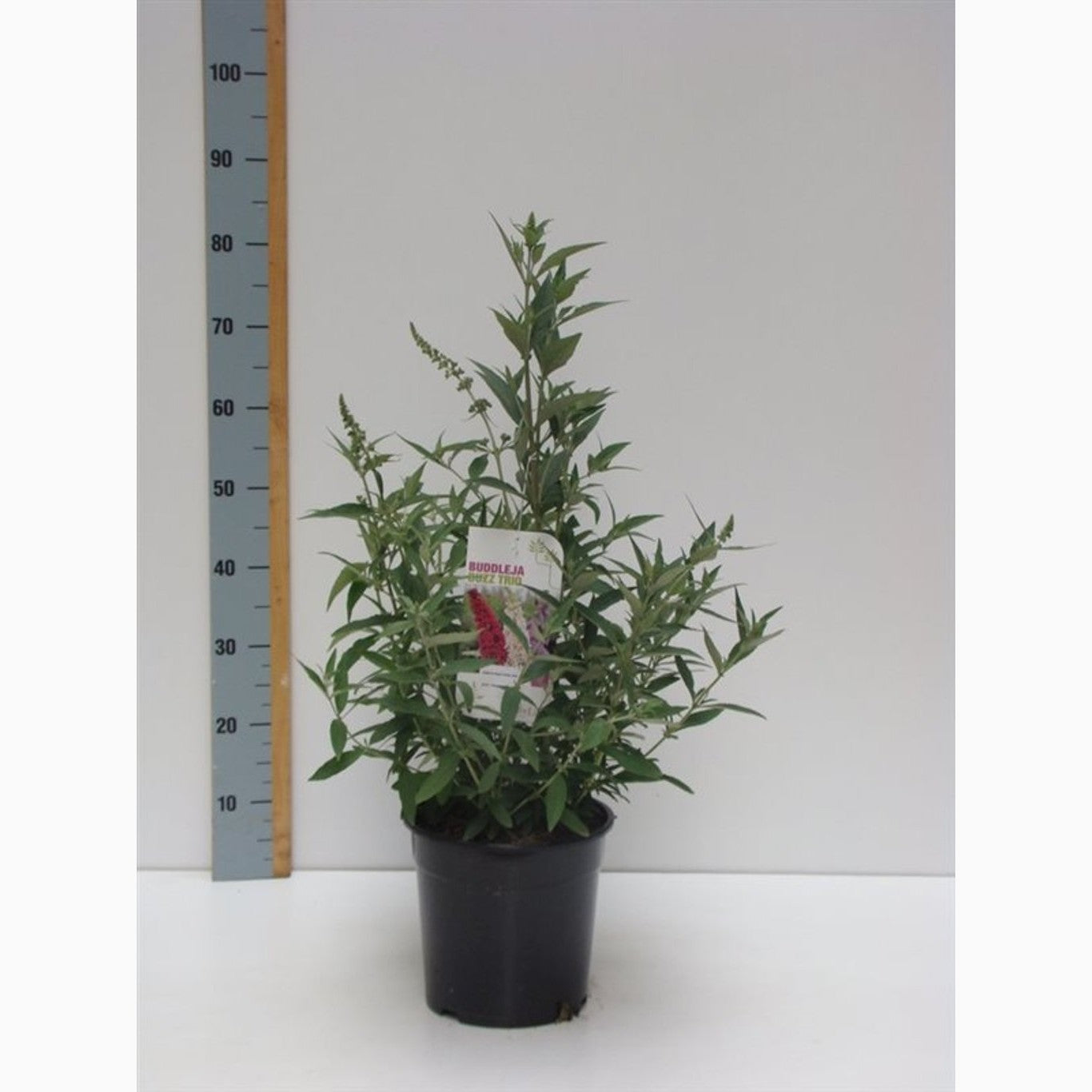 Sommarlilja – Buddleja BUZZ Trio weiß, blau, lila - C7